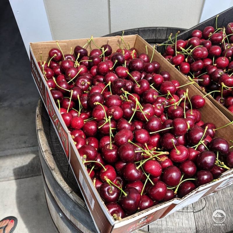 Сбор вишни в самом разгаре!