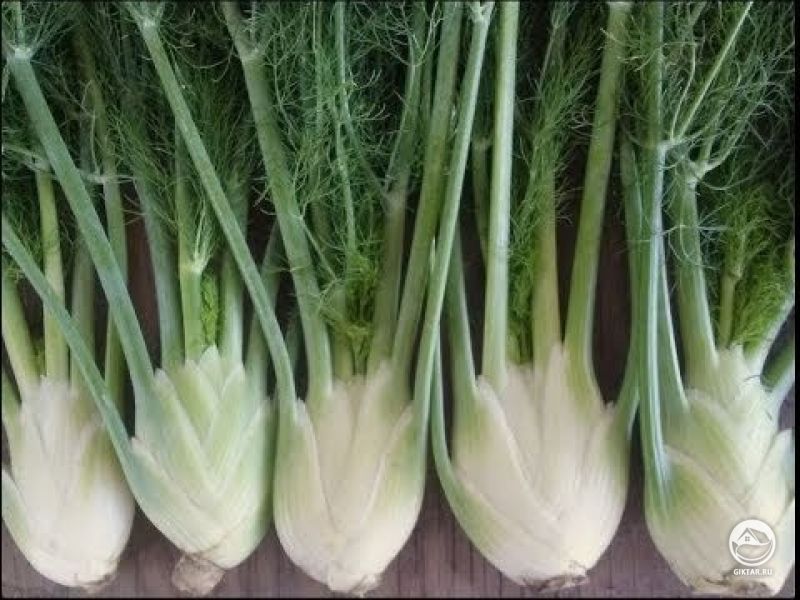 Урожай фенхеля .