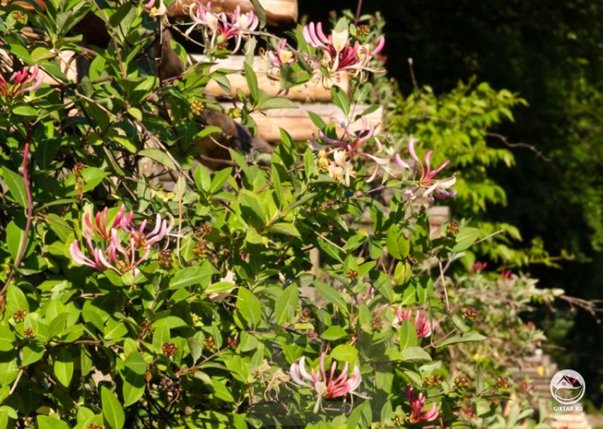 Каприфоль (душистая жимолость). Цветение. Увитая душистой жимолостью опора в период цветения.