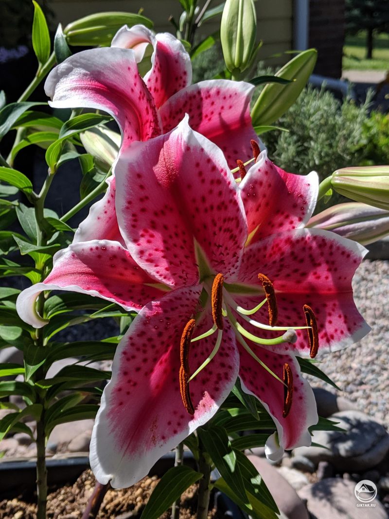 Розовые с белым краем цветки лилии