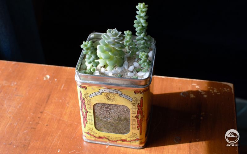 Мини-сад из суккулентов