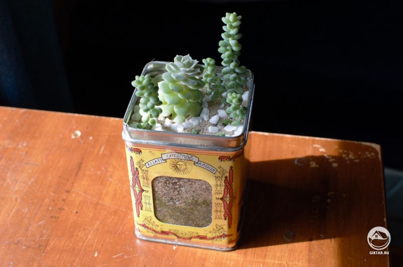 Мини-сад из суккулентов