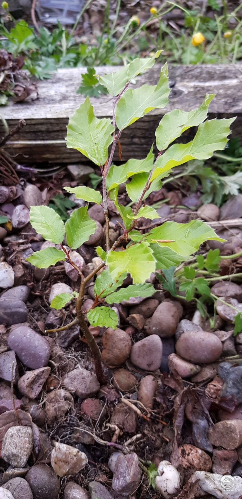 Березка - потенциальный материал для бонсай.