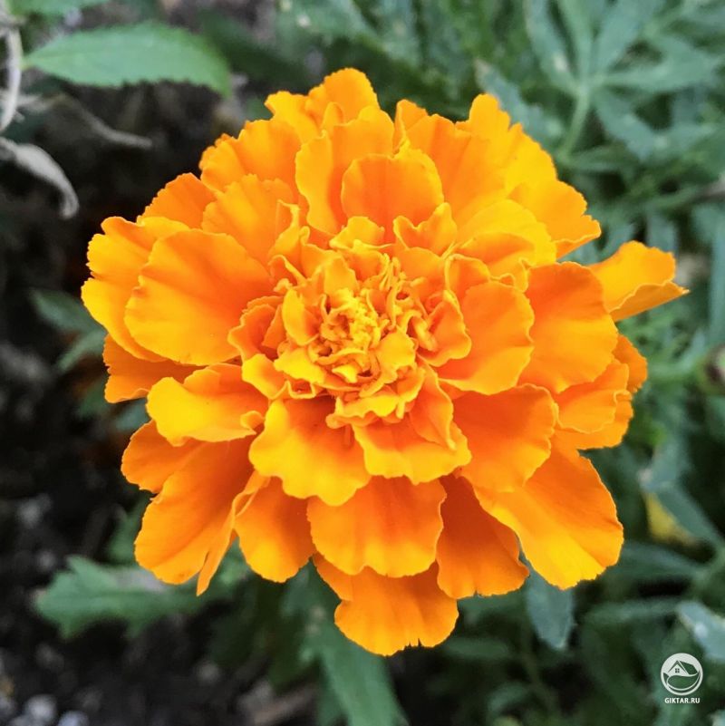 Бархатец крупным планом