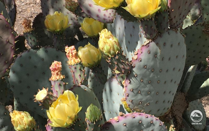 Красивые цветы кактуса