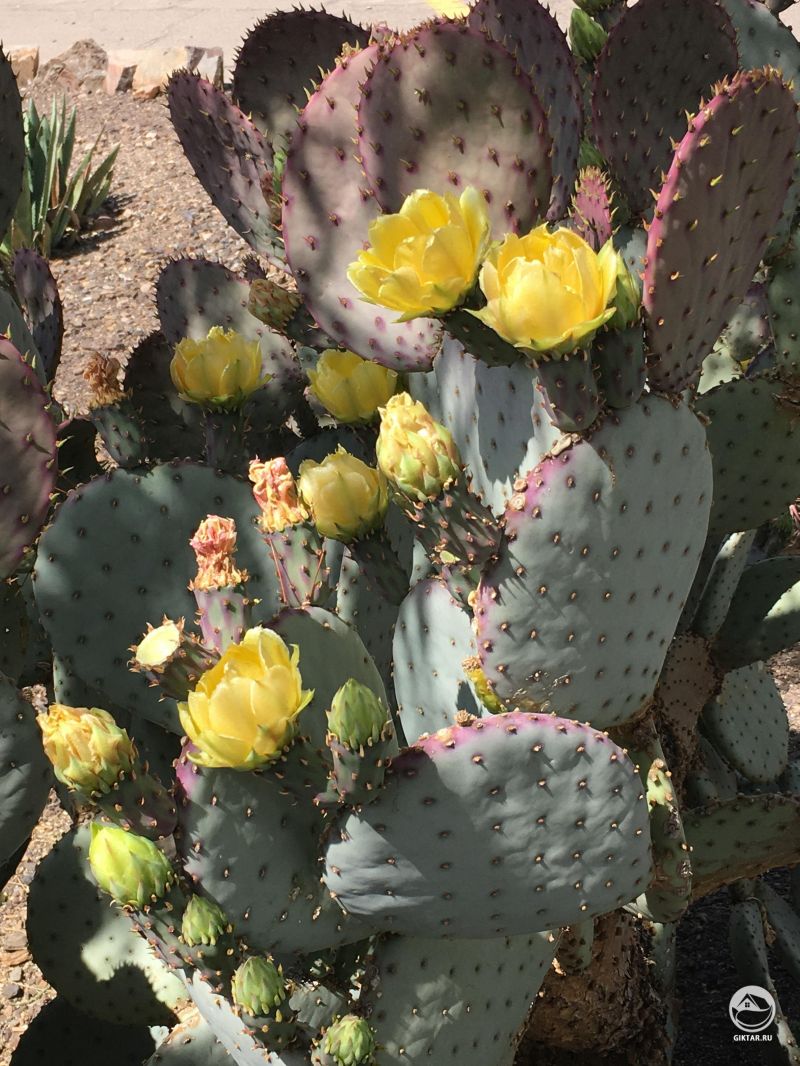 Красивые цветы кактуса