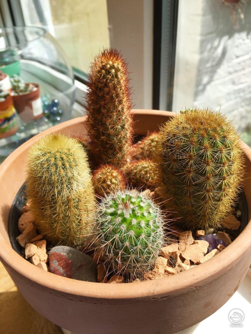 Может кто-нибудь опознал эти кактусы?