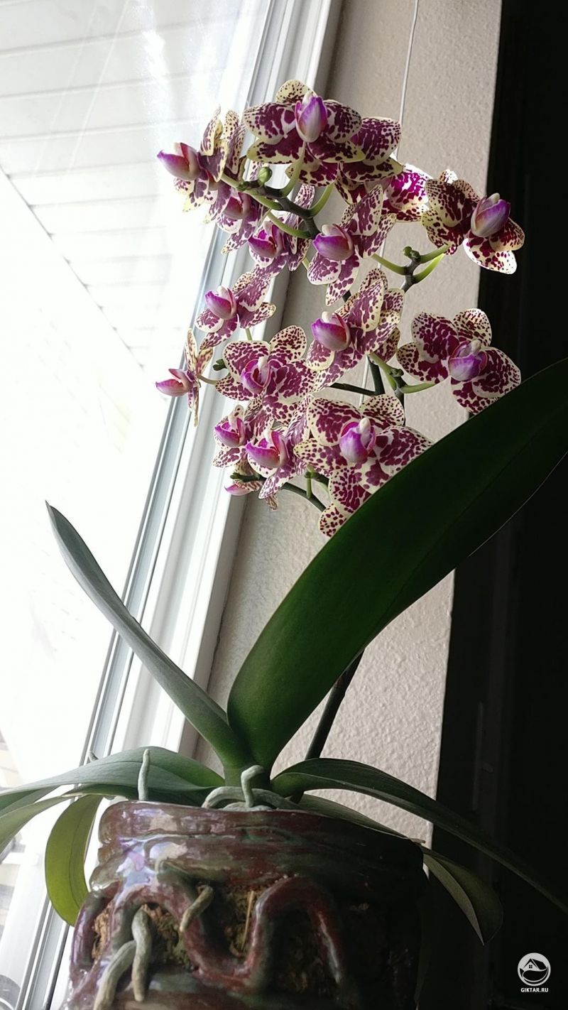Цветущий фаленопсис