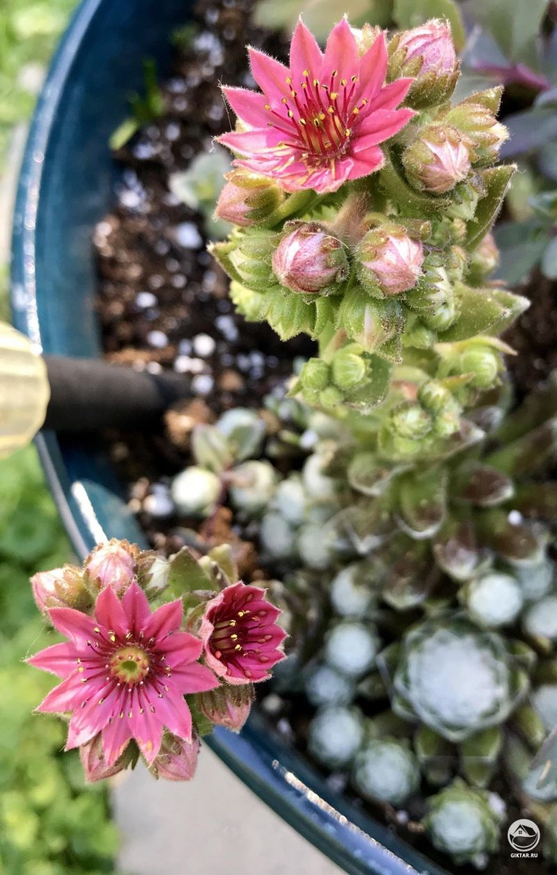 Молодило кровельное