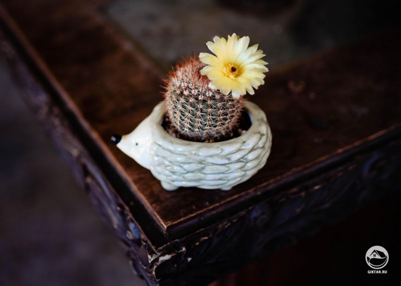 Цветущий маленький нотокактус