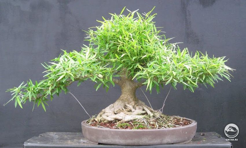 Ива белая. Бонсай Ива белая. Бонсай