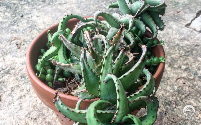 Алоэ кастиллони