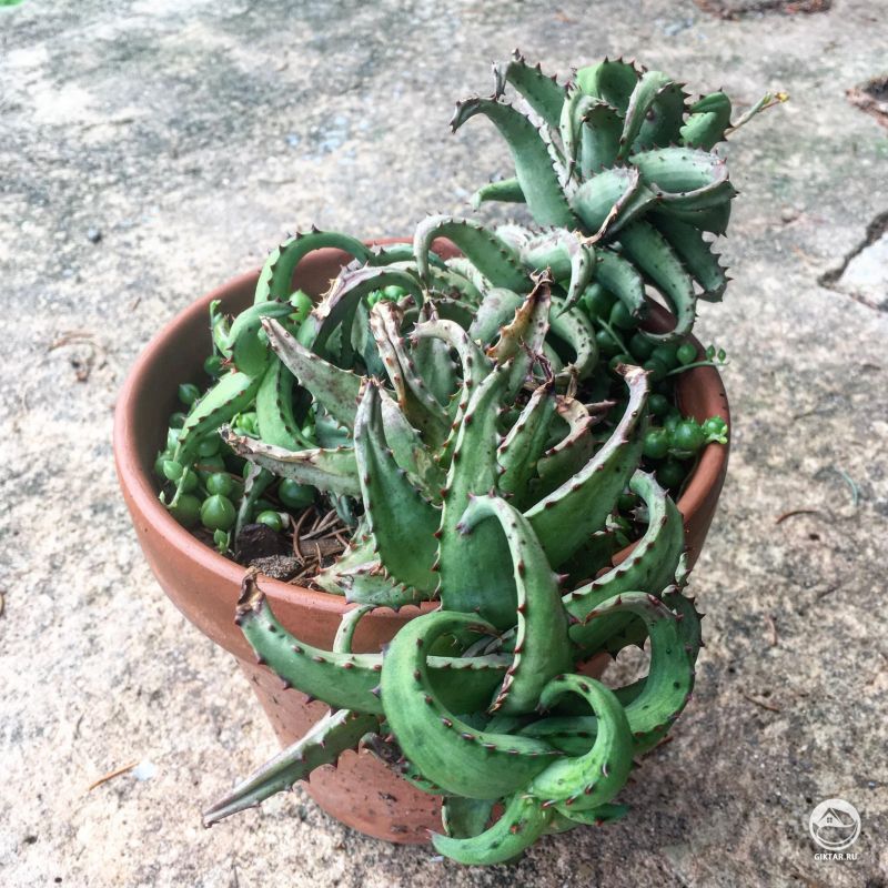 Алоэ кастиллони