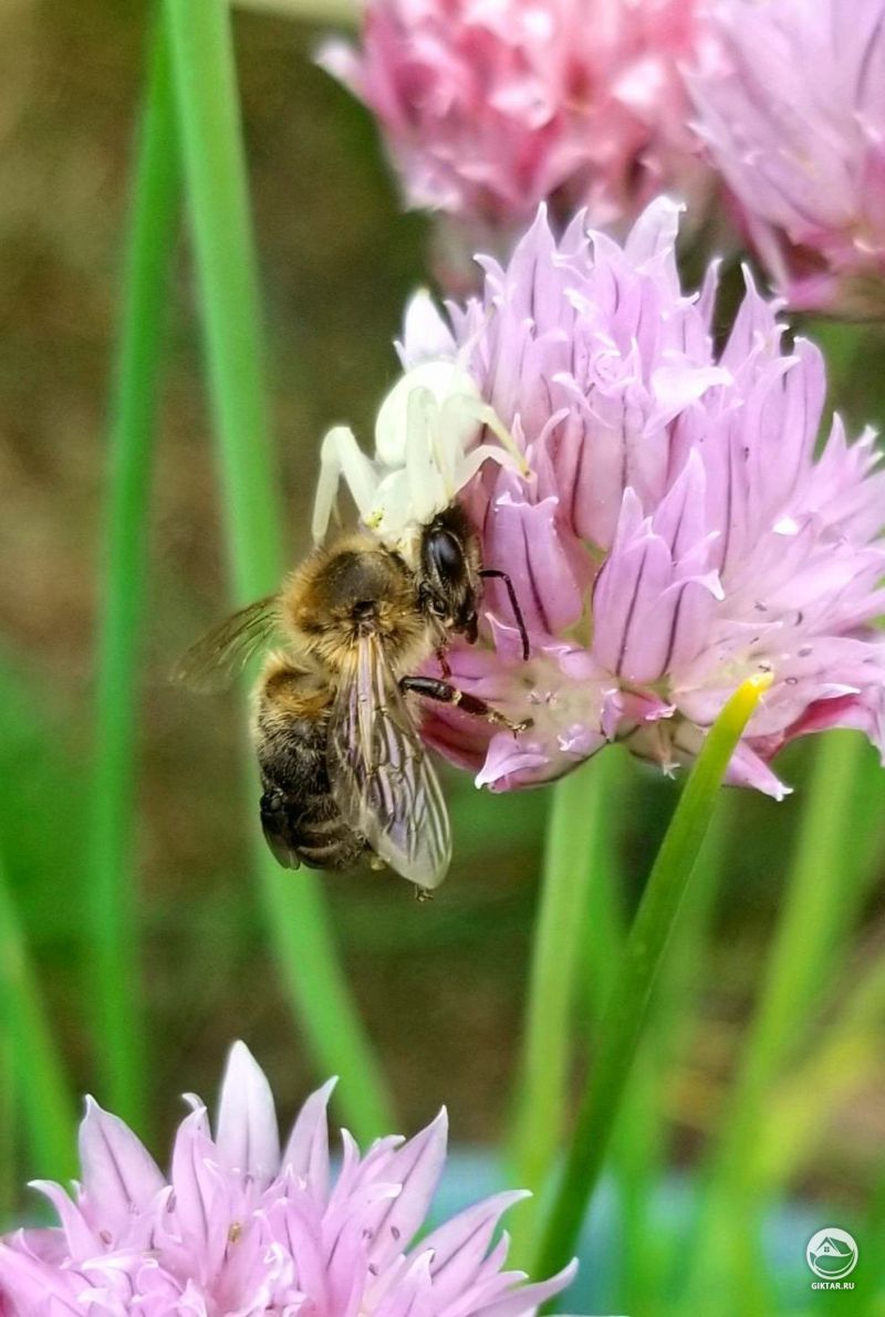 Цветущий лук привлекает не только пчел, но и пауков.