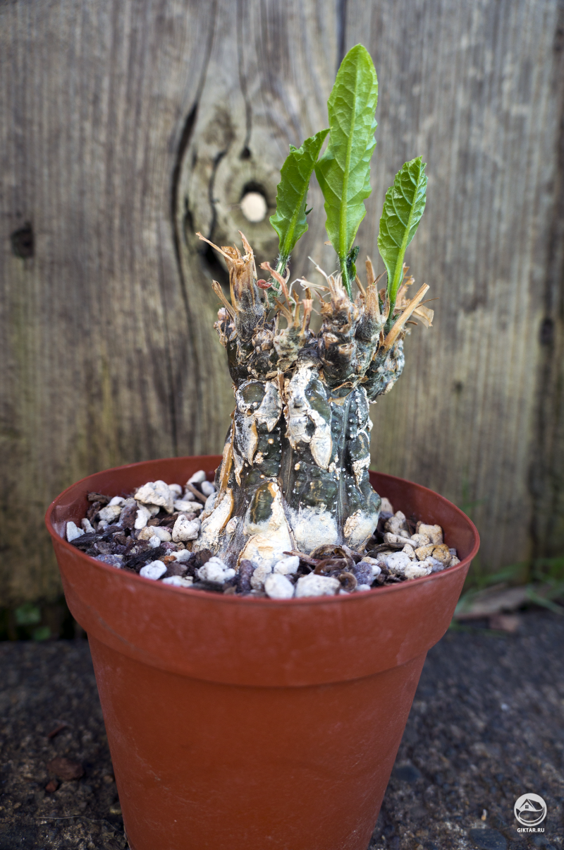 Цефалопентандра прослулась к весне