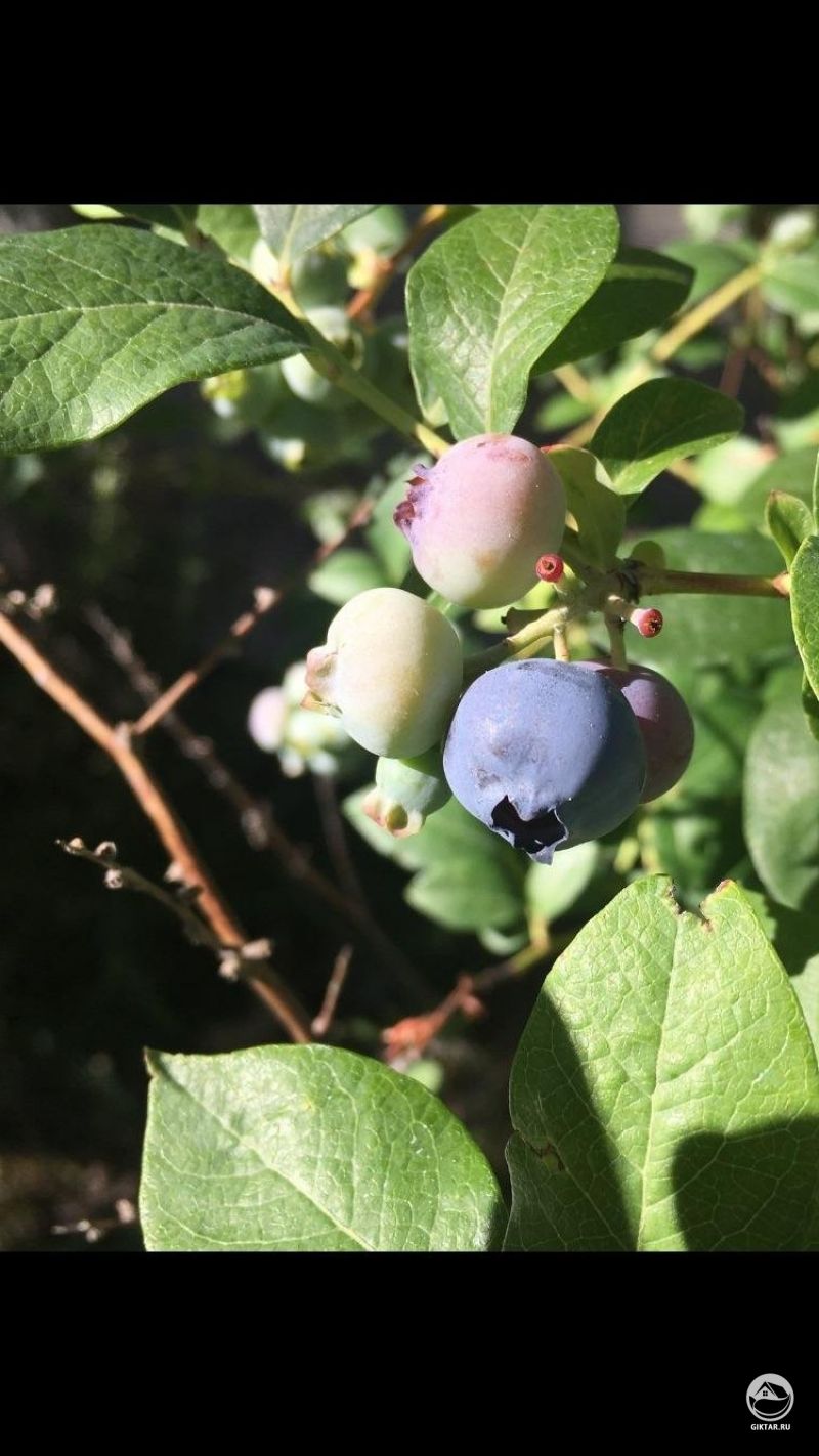 Мои маленькие голубички начинают созревать! Медленно, но верно !