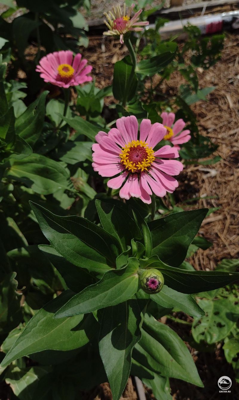 Розовые циннии