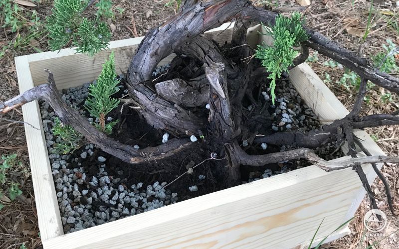 Вечнозеленые бонсай