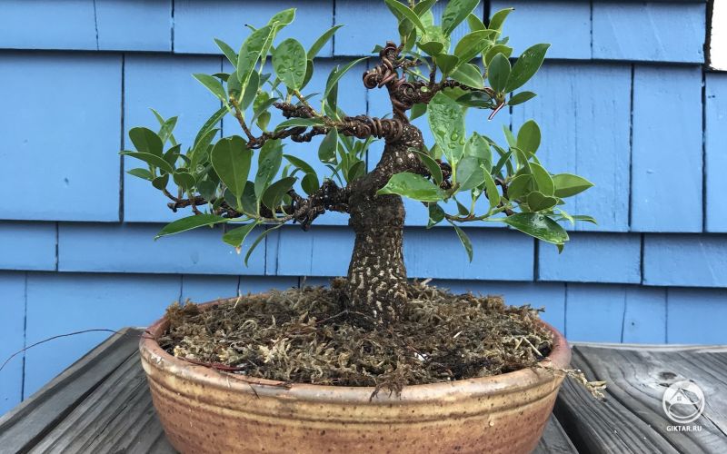 Фикус бонсай