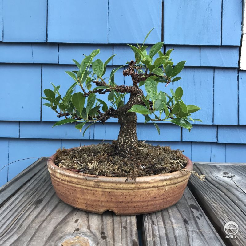 Фикус бонсай