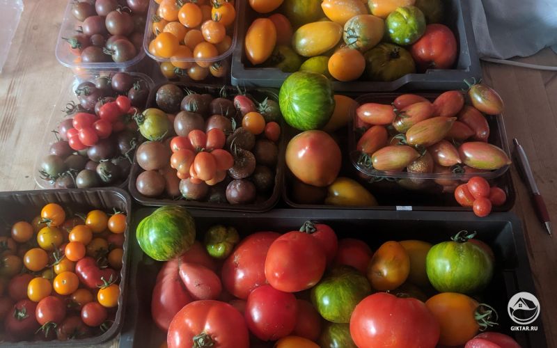 Урожай томатов разных сортов