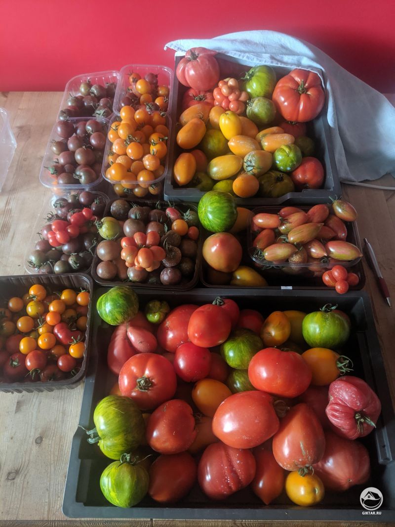 Урожай томатов разных сортов
