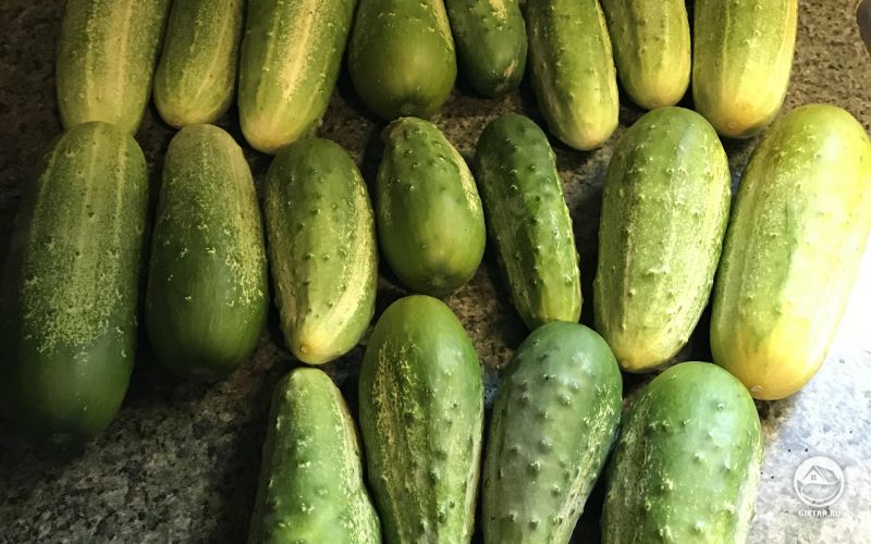 Огурчики подросли, пока я был в отпуске... Скоро будут первые соленья сезона.