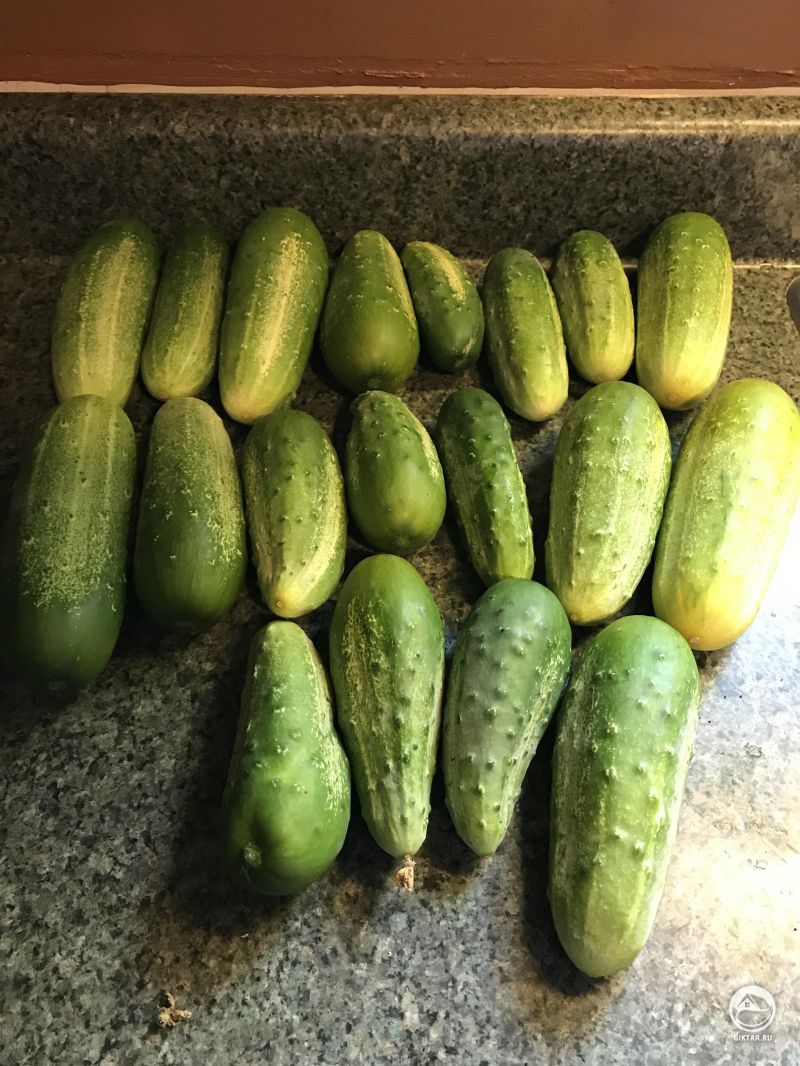 Огурчики подросли, пока я был в отпуске... Скоро будут первые соленья сезона.