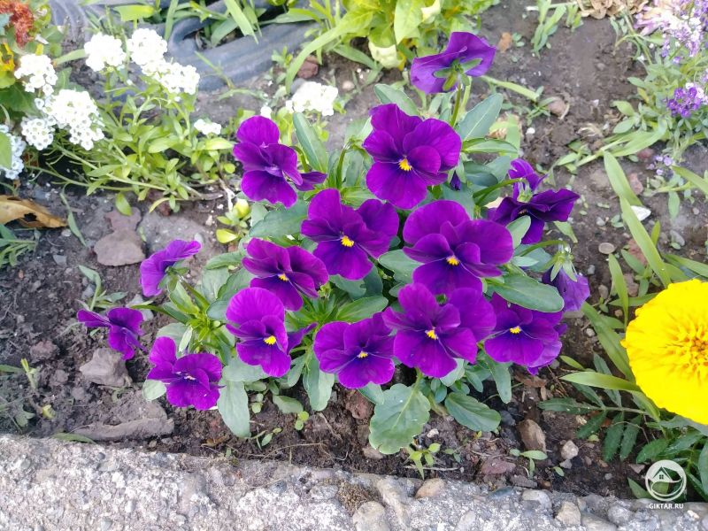 Прекрасные маленькие анютины глазки.