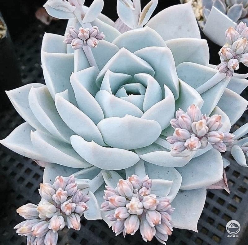 Оситок душистый