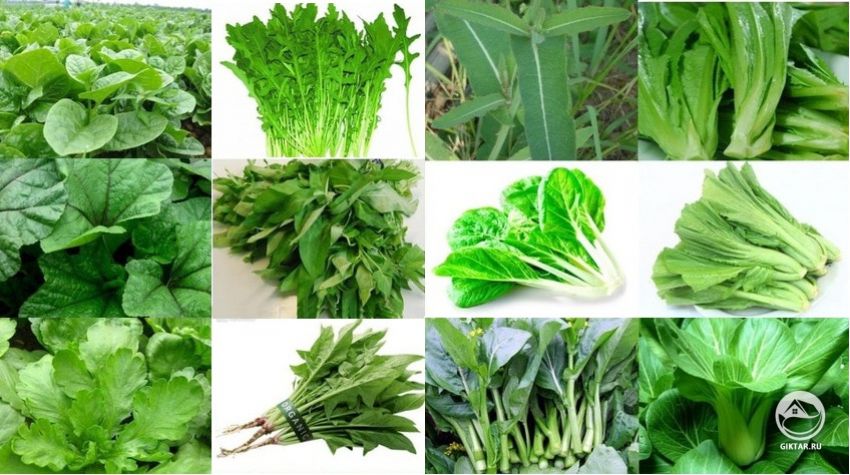 Листовая капуста фото виды с названиями Листовая капуста фото виды с названиями