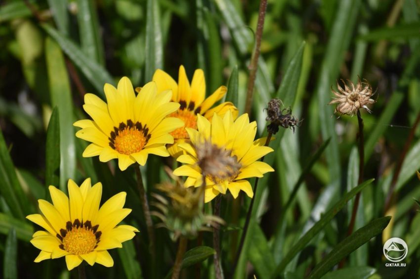 Что это за ромашки?