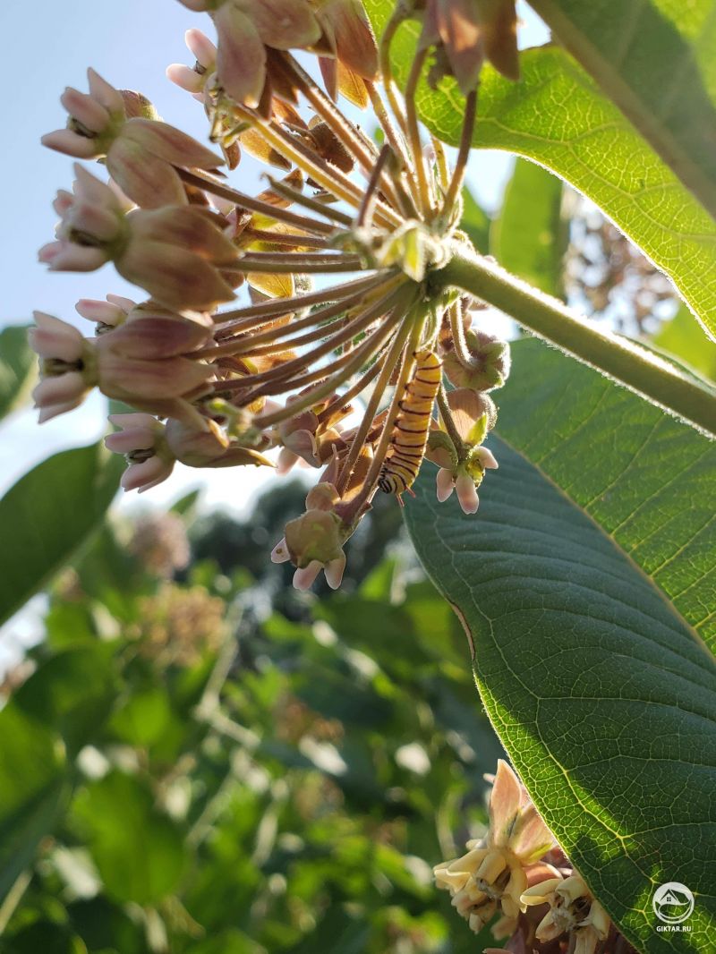 Нашли этого малыша, жующего цветки ваточника
