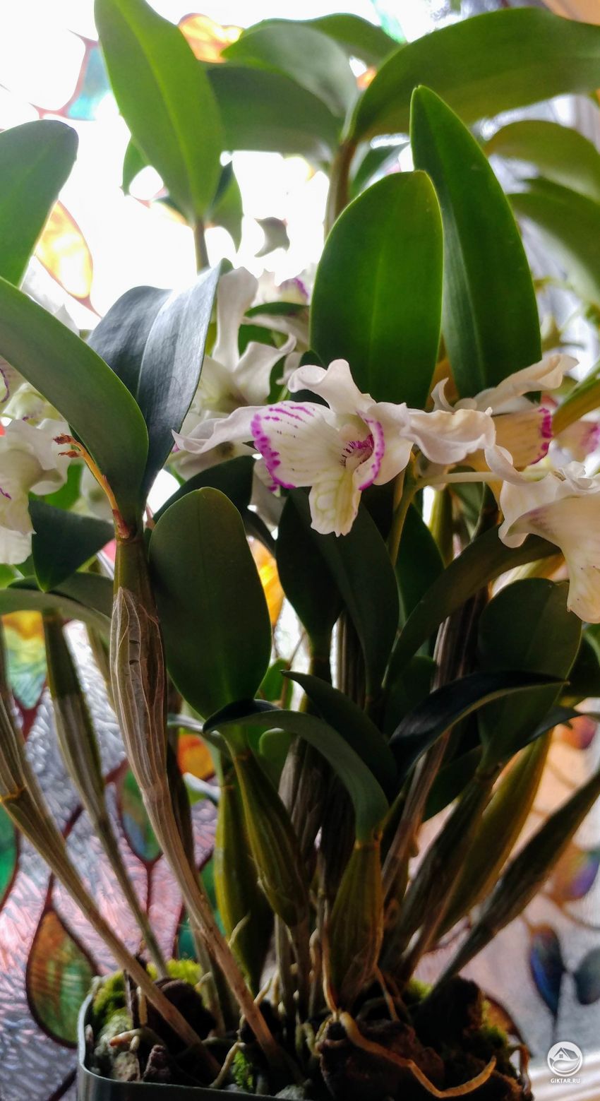 Мой первый Дендробиум!