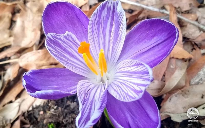 Весенний крокус