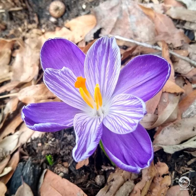 Весенний крокус