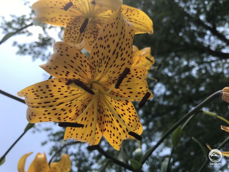 Желтые тигровые лилии у моих родителей