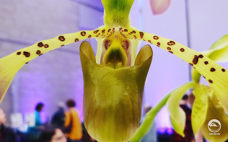 Цветущая белая орхидея 