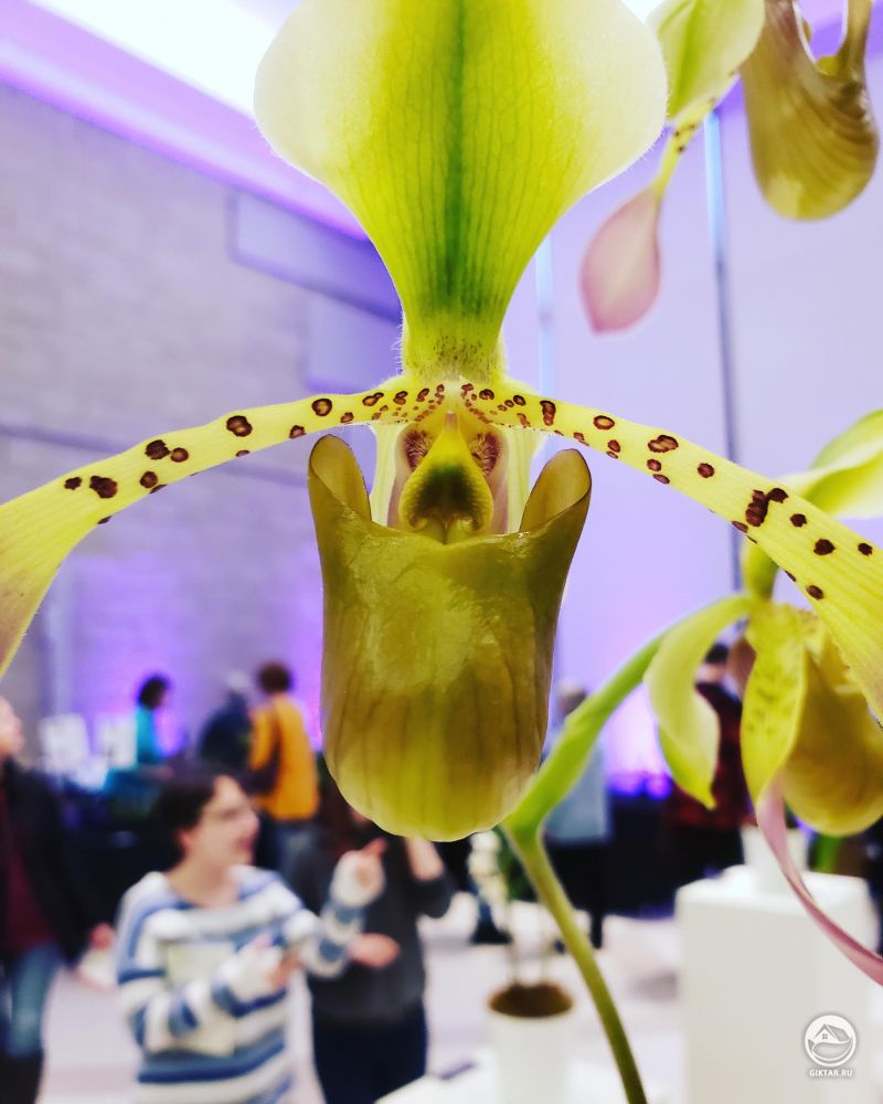 Цветущая белая орхидея 