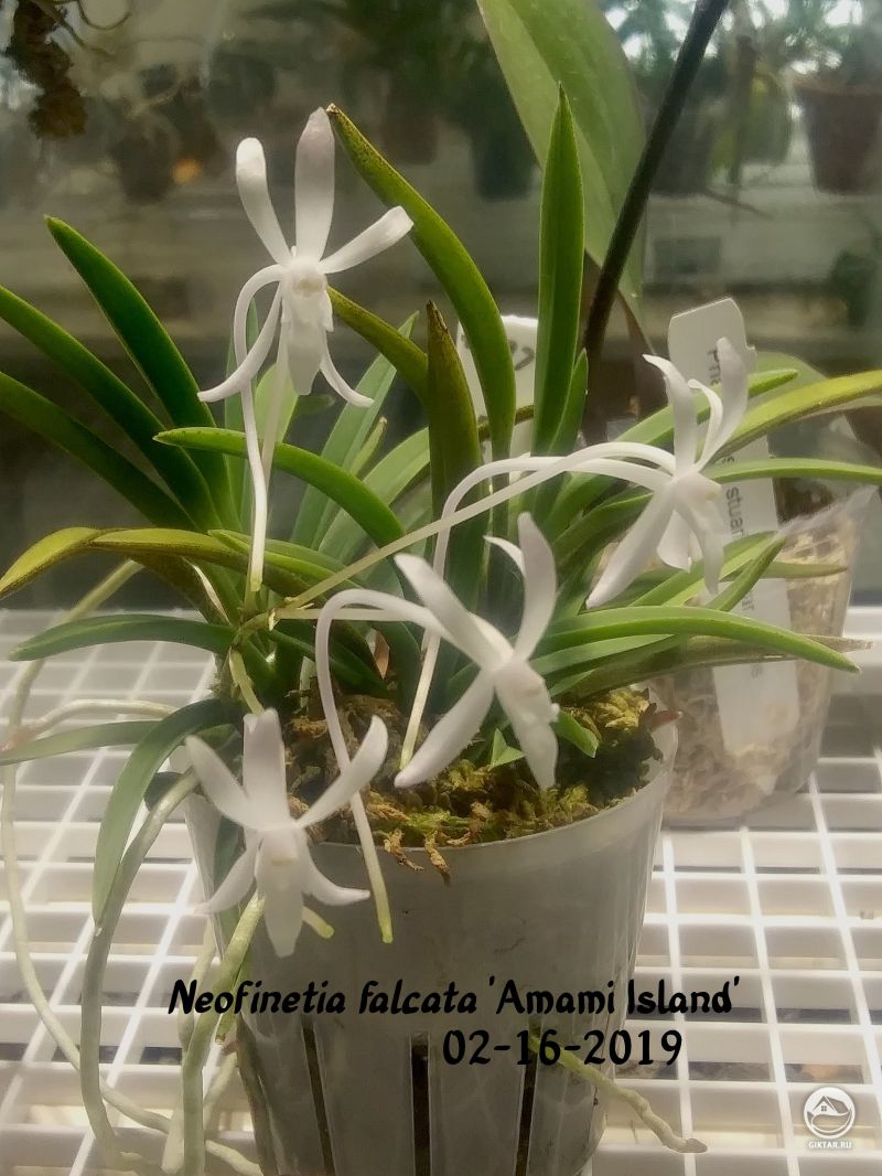 Неофинетия серповидная 'Amami Island'