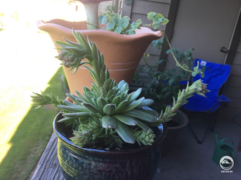 Моя эхеверия собирается зацвести!