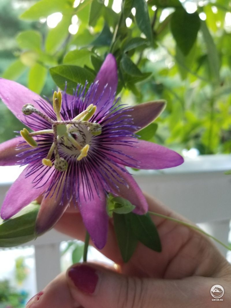 Моя пассифлора!!
