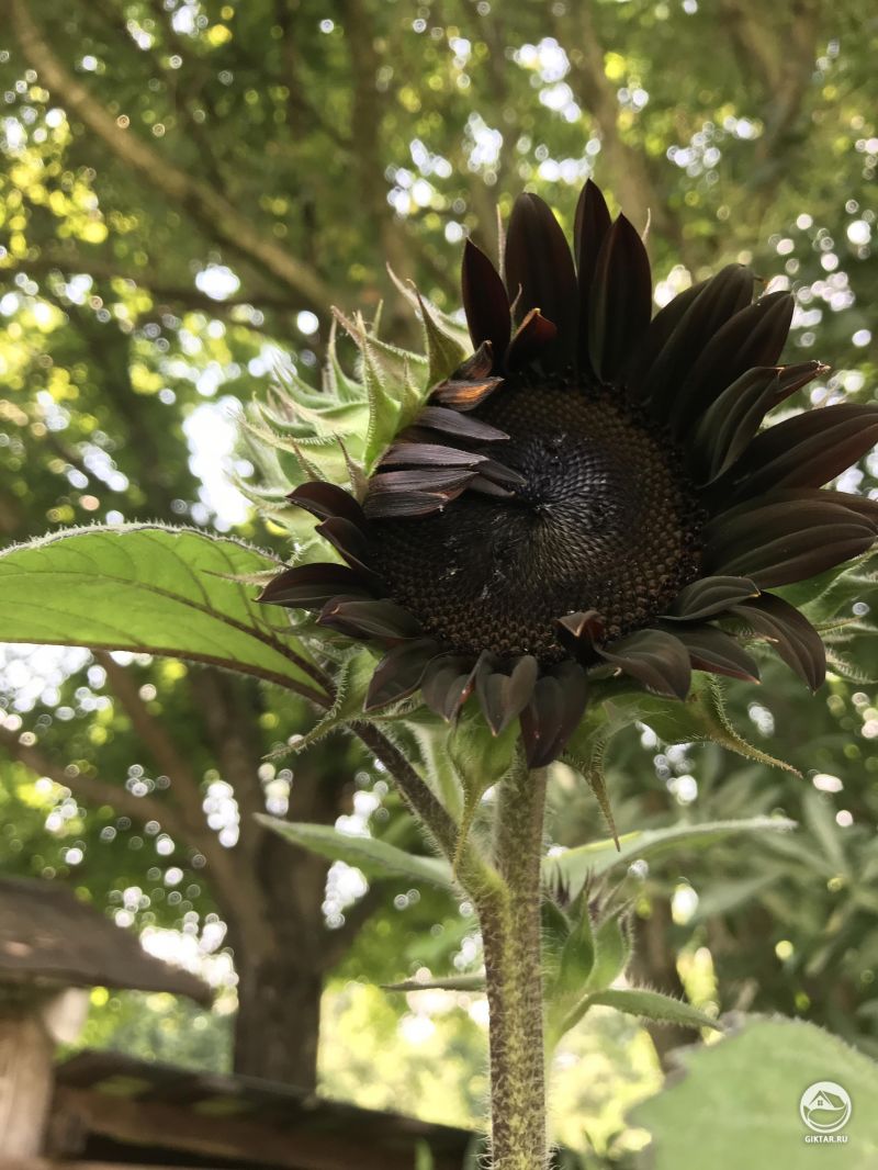 Подсолнух почти черный!
