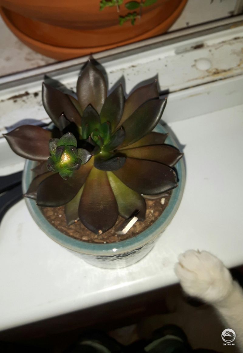 Мой маленький черный принц