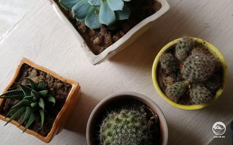 Моя коллекция суккулентов и кактусов