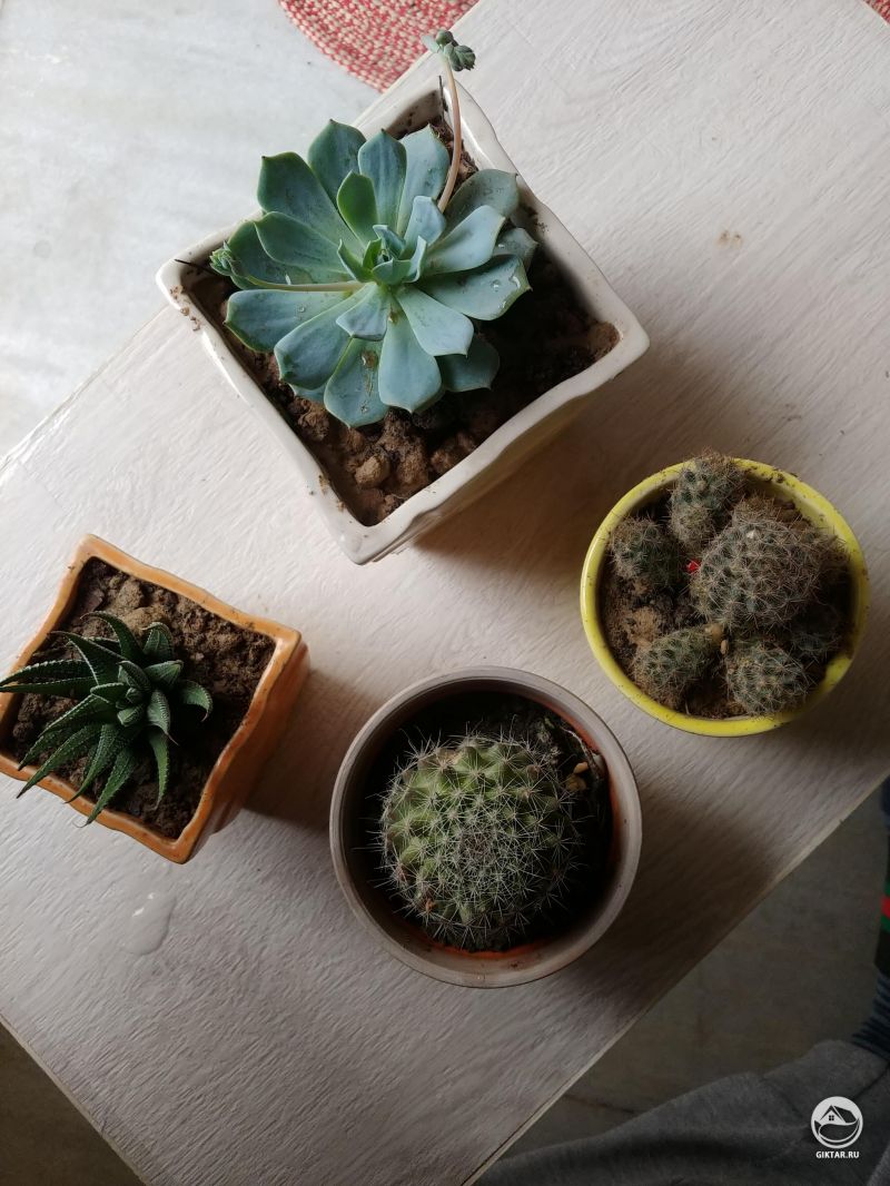 Моя коллекция суккулентов и кактусов