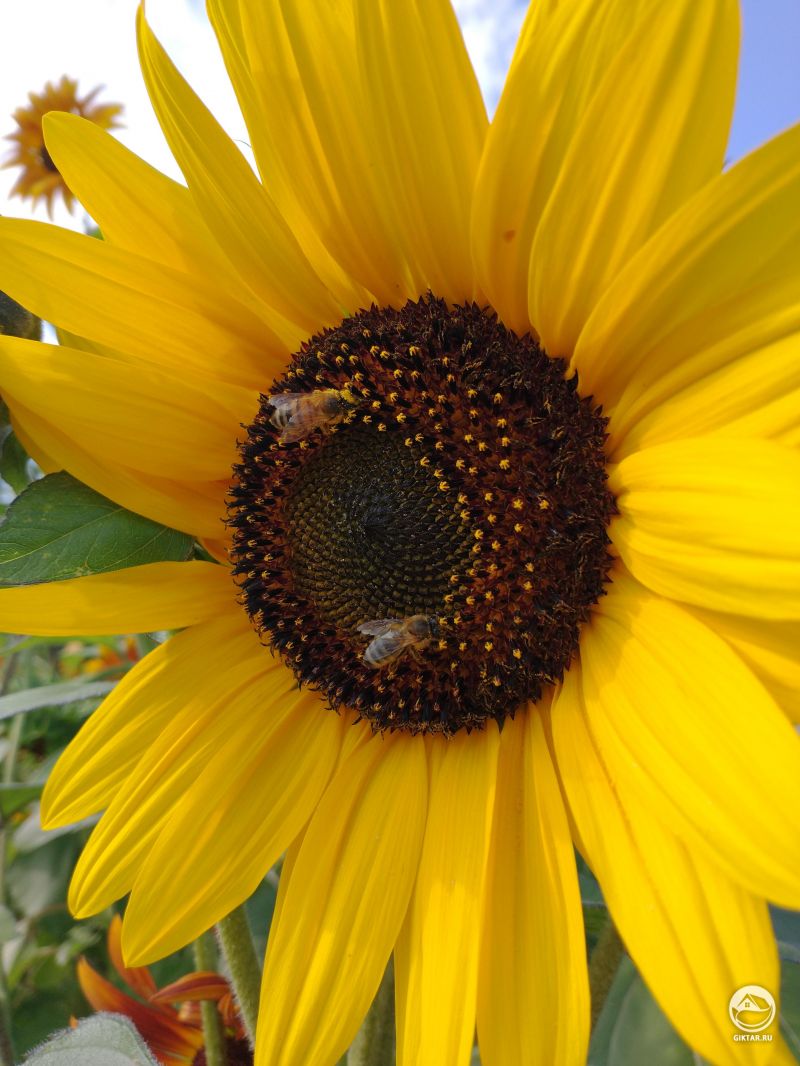 Подсолнух с пчелками