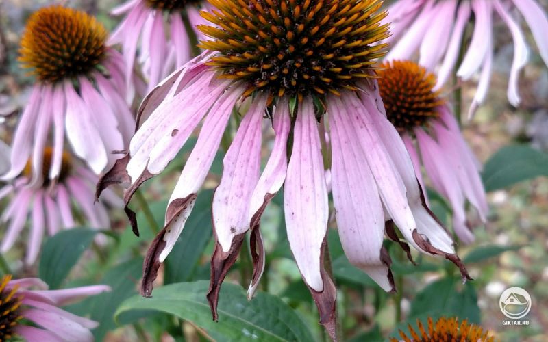 Эхинацея розовая