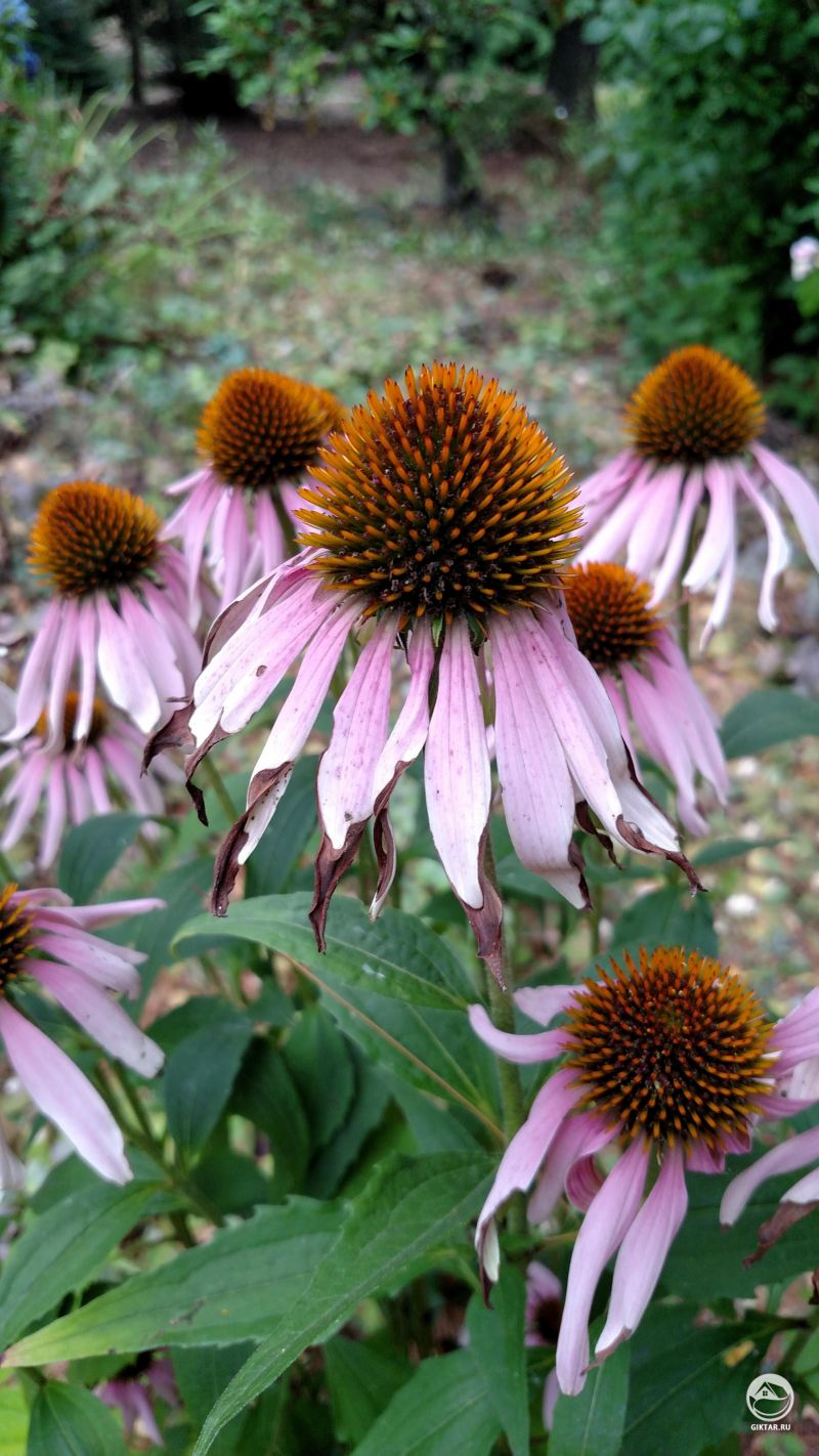 Эхинацея розовая