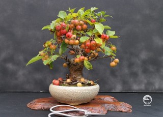 Бонсай яблоня с плодами